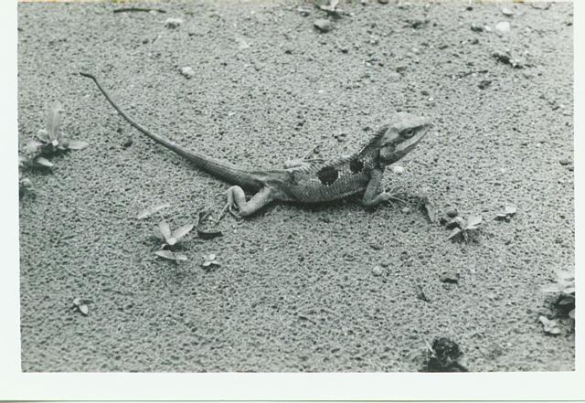 Barking+lizard.jpg