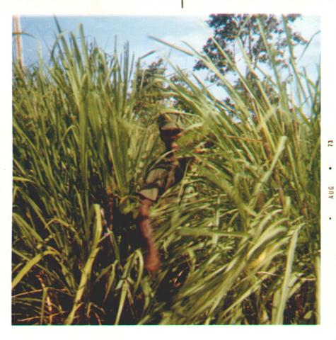Crosby+in+the+Elephant+Grass.jpg