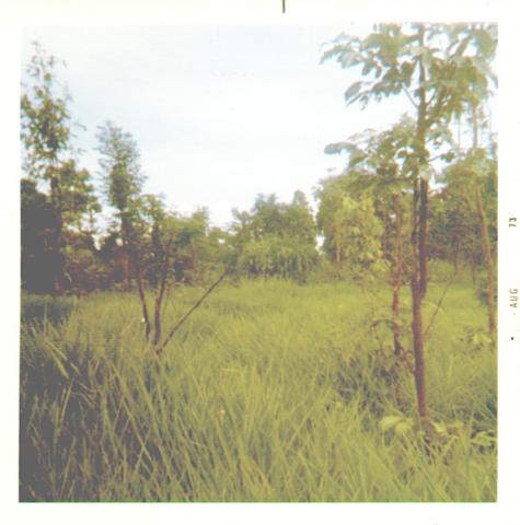 Elephant+Grass.jpg