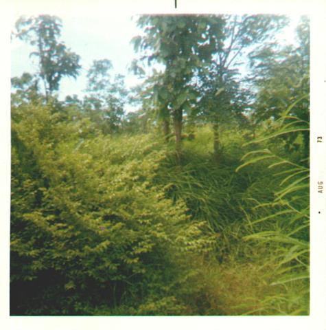 Nam+Phong+Jungle.jpg